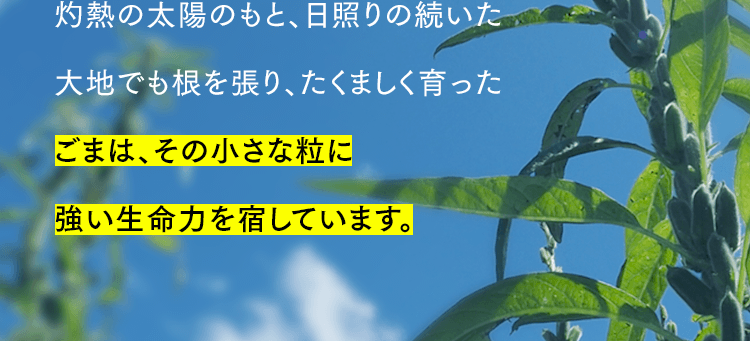 灼熱の太陽のもと、日照りの続いた大地でも根を張り、たくましく育ったごまは、その小さな粒に強い生命力を宿しています。