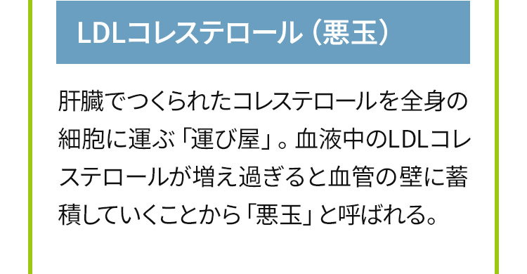  LDLコレステロール（悪玉）：肝臓でつくられたコレステロールを全身の細胞に運ぶ「運び屋」。血液中のLDLコレステロールが増え過ぎると血管の壁に蓄積していくことから「悪玉」と呼ばれる。 