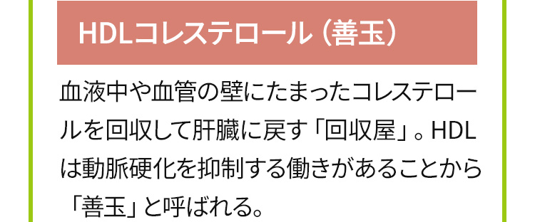 HDLコレステロール（善玉）：血液中や血管の壁にたまったコレステロールを回収して肝臓に戻す「回収屋」。HDLは動脈硬化を抑制する働きがあることから「善玉」と呼ばれる。