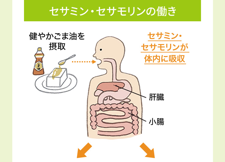 セサミン・セサモリンの働き